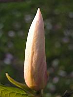 Magnolia Soulangeana (fam Magnoliacees) (Photo F. Mrugala) (4)